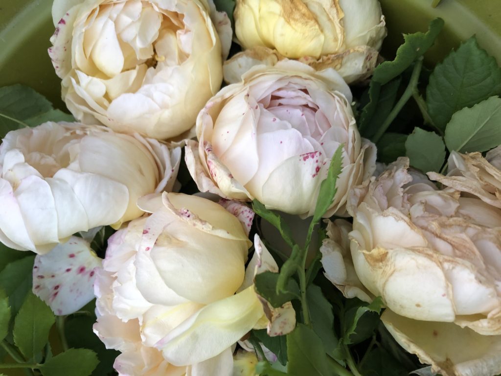 Harvested Golden Celebration Roses