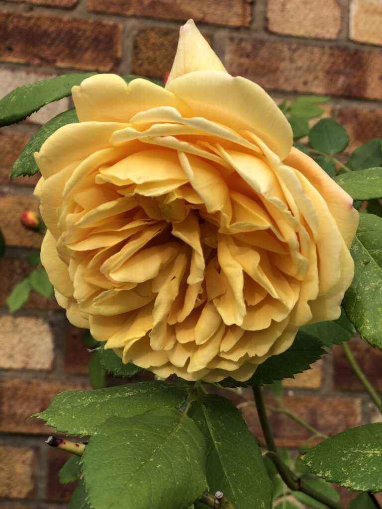 Golden Celebration rose