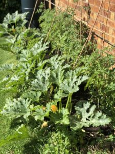 My organic veggie patch