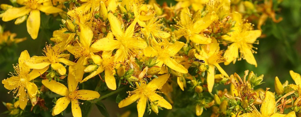 St. John's wort flowers