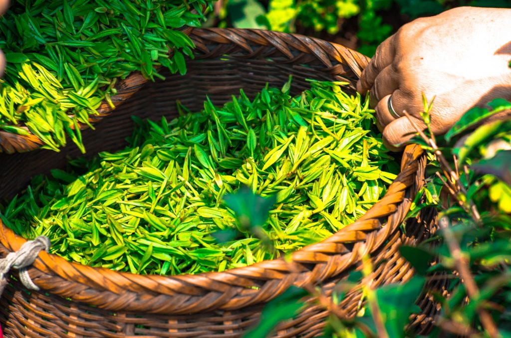 Green tea Harvest