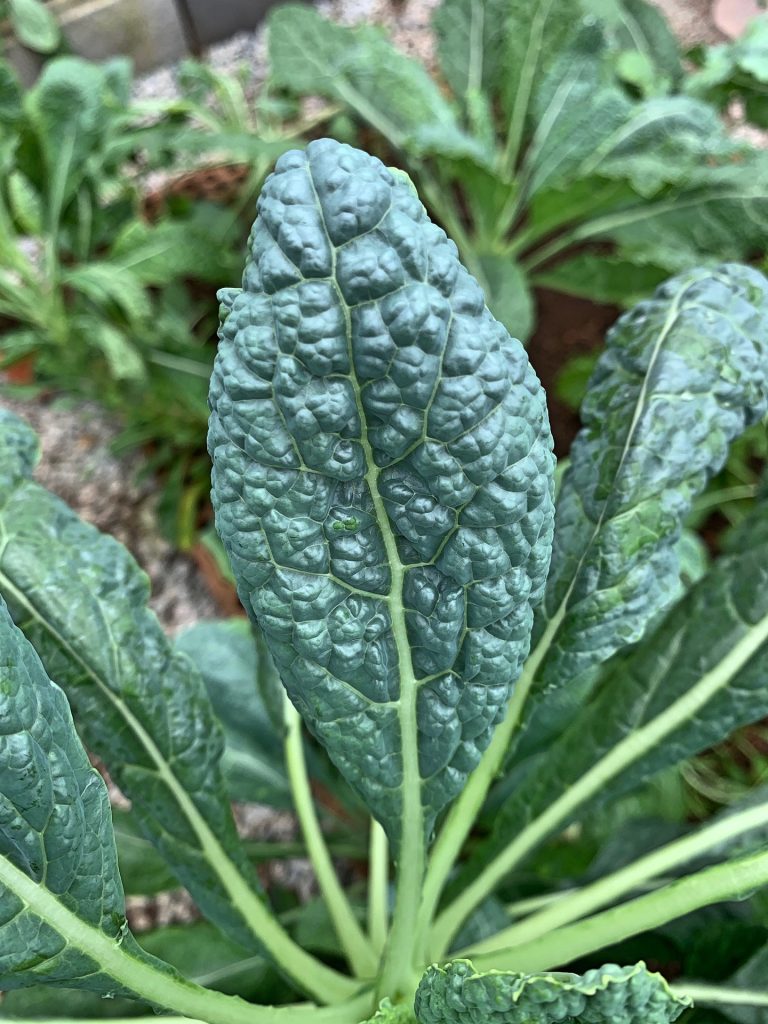 black kale