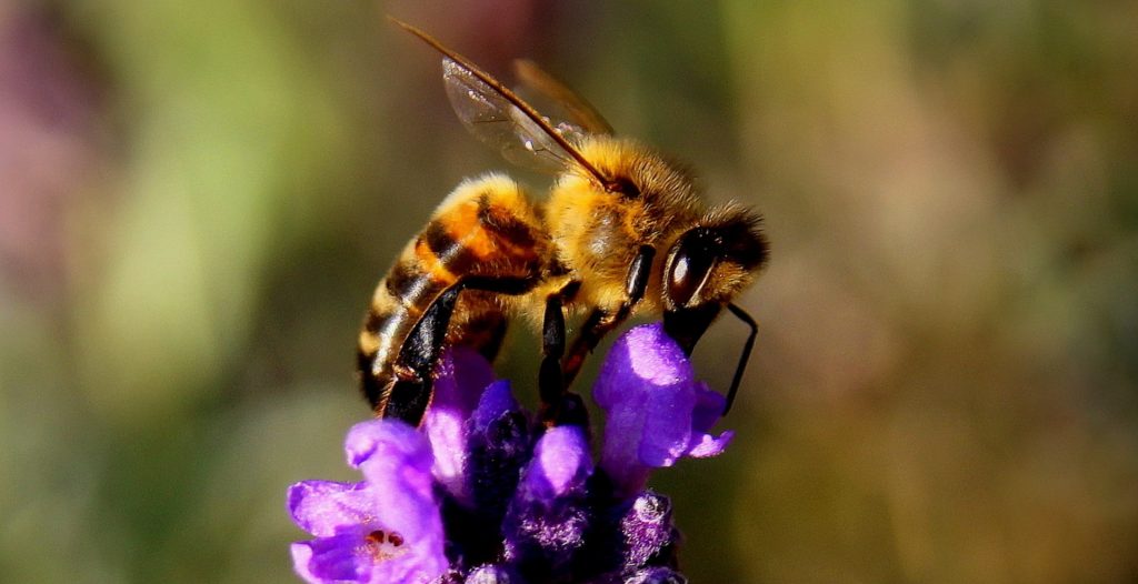 bee on lavender flowers
