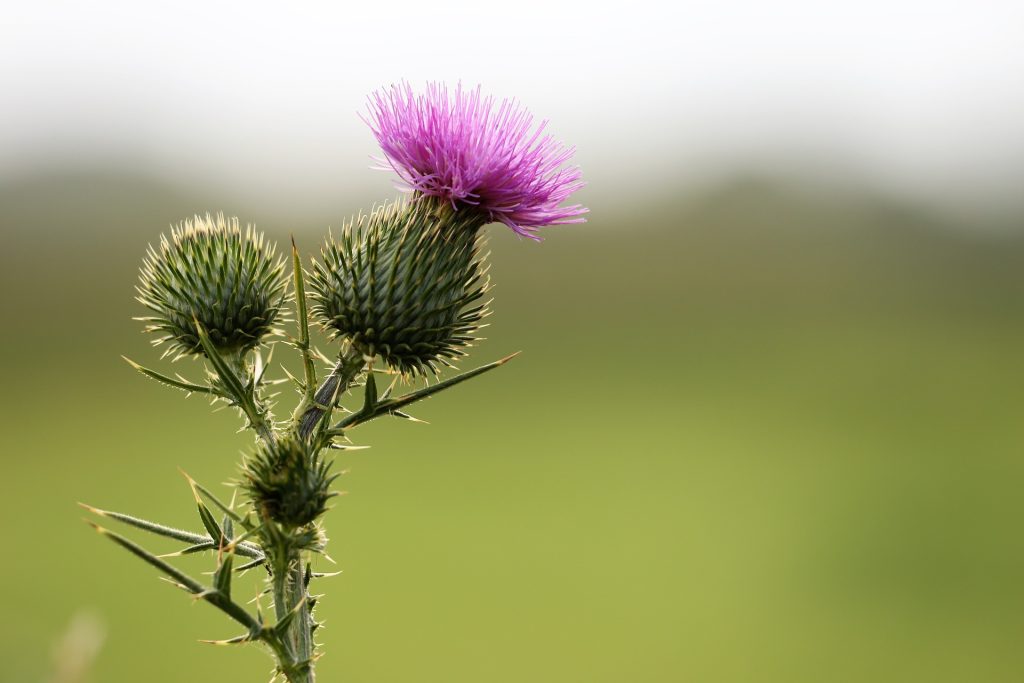 burdock