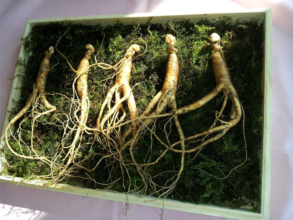 Panax Ginseng