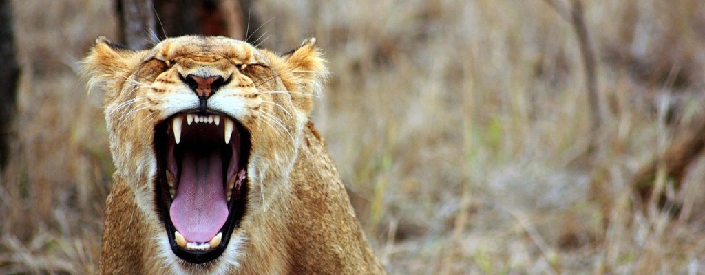 Roaring lioness