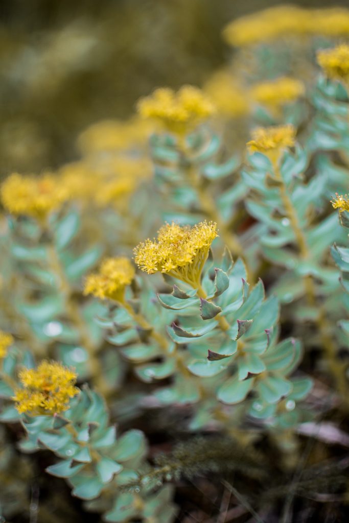 Rhodiola Rosea