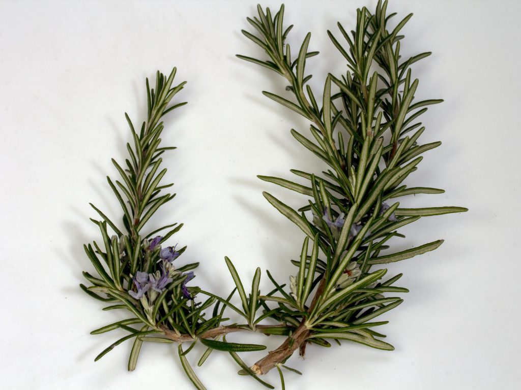 Rosemary branch