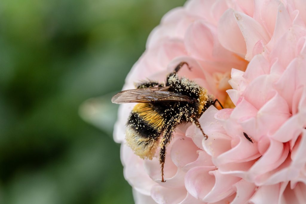 bees' pollen