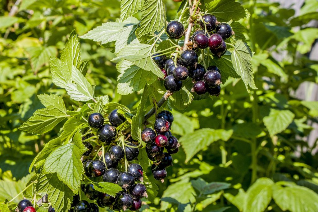 Black currant is one of the remedies that boost energy