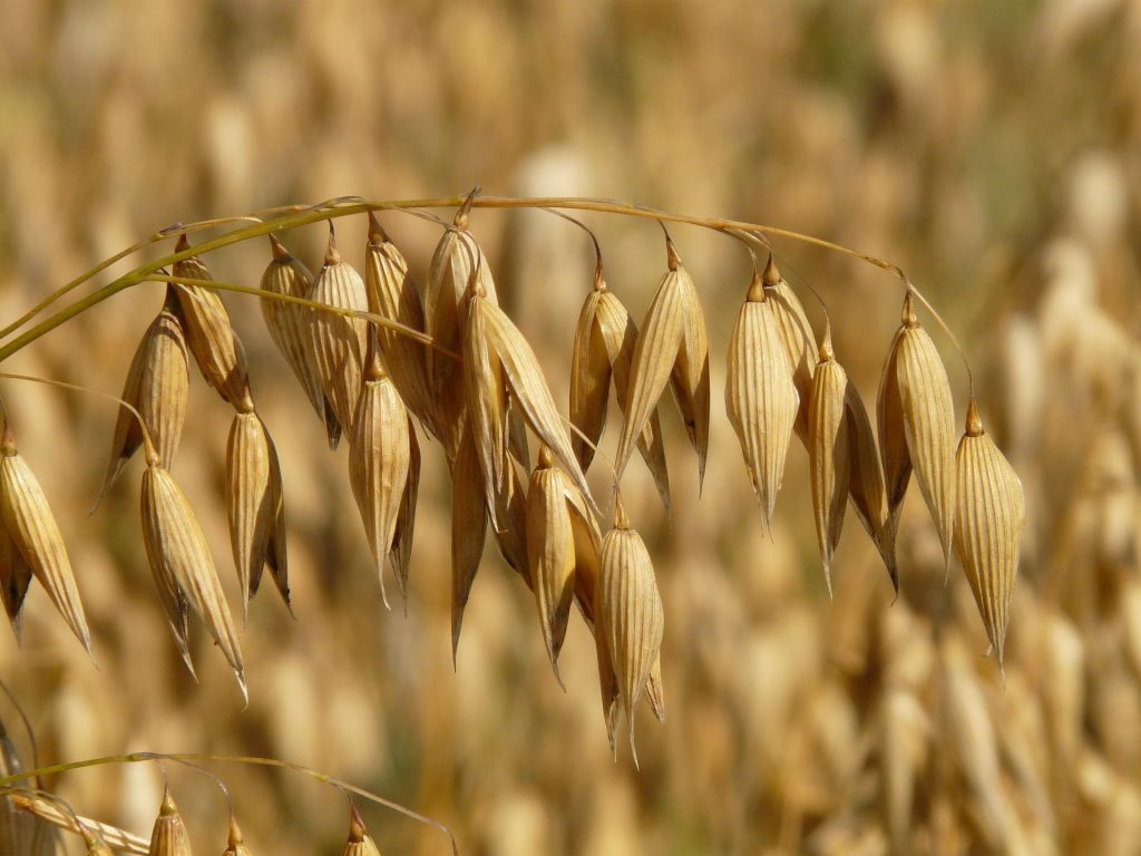 Avena sativa is the common oat